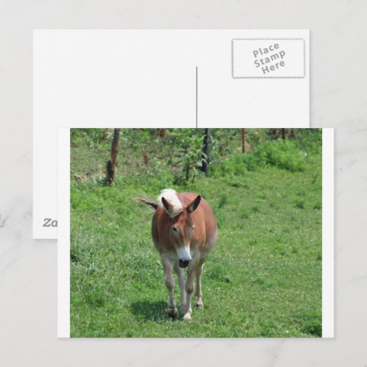 MIssouri Mule Briefkaart (Voorkant / Achterkant)