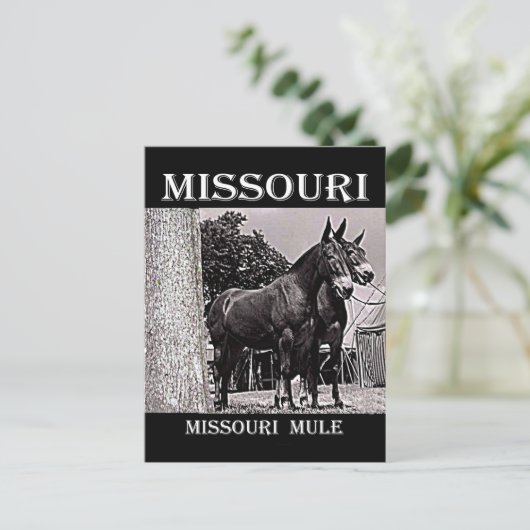 Missouri Mule Briefkaart (Staand voorkant)