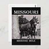 Missouri Mule Briefkaart (Voorkant / Achterkant)