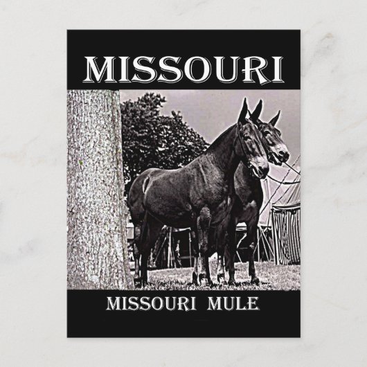 Missouri Mule Briefkaart (Voorkant)