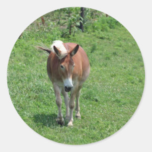 MIssouri Mule Ronde Sticker