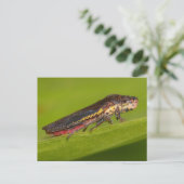 Missouri Plant Hopper. Briefkaart (Staand voorkant)