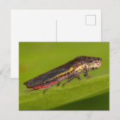 Missouri Plant Hopper. Briefkaart (Voorkant / Achterkant)