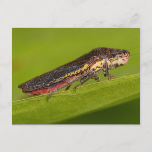 Missouri Plant Hopper. Briefkaart