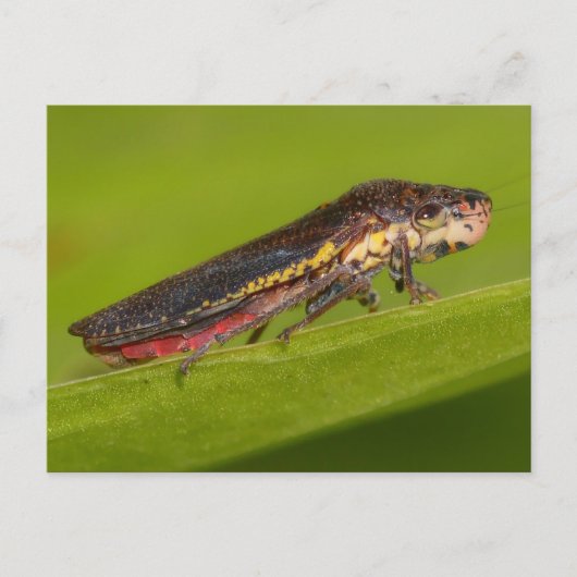 Missouri Plant Hopper. Briefkaart (Voorkant)