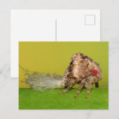 Missouri plant hopper nymph. briefkaart (Voorkant / Achterkant)