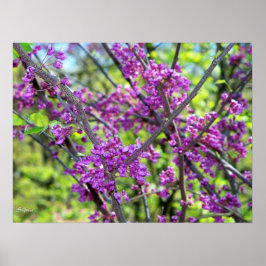 Missouri Redbud Bloeiende Boom Foto Poster