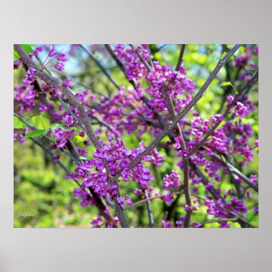 Missouri Redbud Bloeiende Boom Foto Poster (Voorkant)