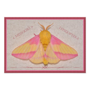 Missouri Rosy Maple Moth Deluxe. Foto Afdruk