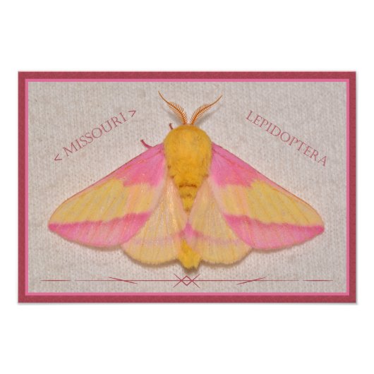 Missouri Rosy Maple Moth Deluxe. Foto Afdruk (Voorkant)