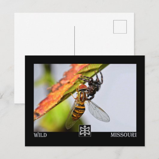 Missouri spin met Prey. Briefkaart (Voorkant / Achterkant)
