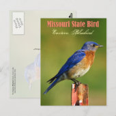 Missouri State Bird - Eastern Bluebird Briefkaart (Voorkant / Achterkant)