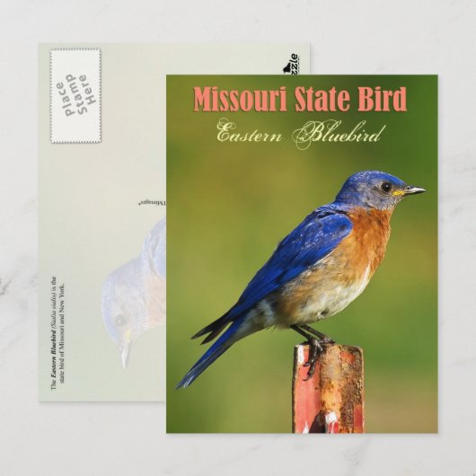 Missouri State Bird - Eastern Bluebird Briefkaart (Voorkant / Achterkant)