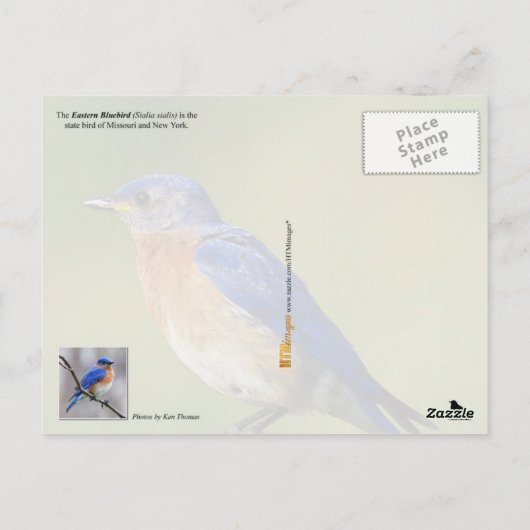 Missouri State Bird - Eastern Bluebird Briefkaart (Achterkant)