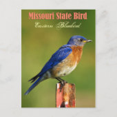Missouri State Bird - Eastern Bluebird Briefkaart (Voorkant)