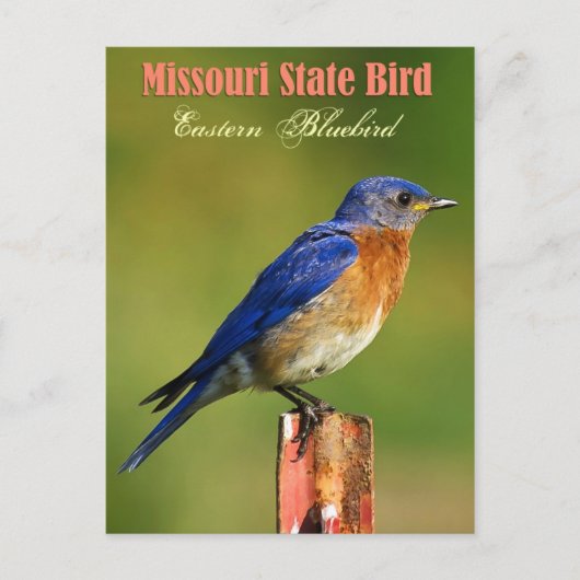 Missouri State Bird - Eastern Bluebird Briefkaart (Voorkant)