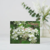 Missouri State Flower: Hawthorn Briefkaart (Staand voorkant)
