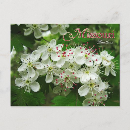 Missouri State Flower: Hawthorn Briefkaart (Voorkant)