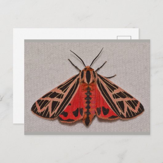 Missouri Tiger Moth. Briefkaart (Voorkant / Achterkant)