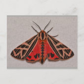 Missouri Tiger Moth. Briefkaart (Voorkant)