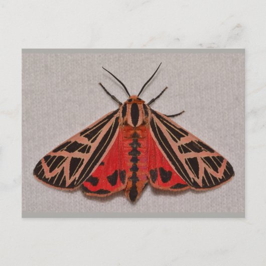 Missouri Tiger Moth. Briefkaart (Voorkant)