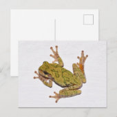 Missouri Tree Frog. Briefkaart (Voorkant / Achterkant)