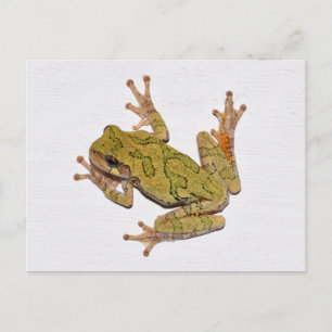 Missouri Tree Frog. Briefkaart