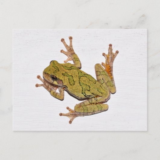 Missouri Tree Frog. Briefkaart (Voorkant)
