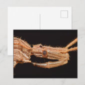 Missouri True bug. Briefkaart (Voorkant / Achterkant)