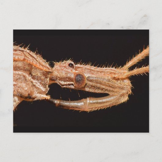 Missouri True bug. Briefkaart (Voorkant)