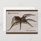 Missouri Wolf Spider met eierzak. Briefkaart (Voorkant / Achterkant)
