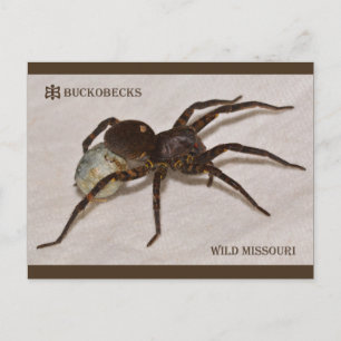 Missouri Wolf Spider met eierzak. Briefkaart