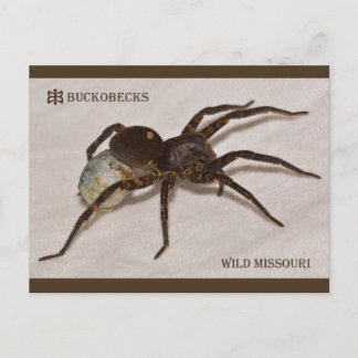 Missouri Wolf Spider met eierzak. Briefkaart
