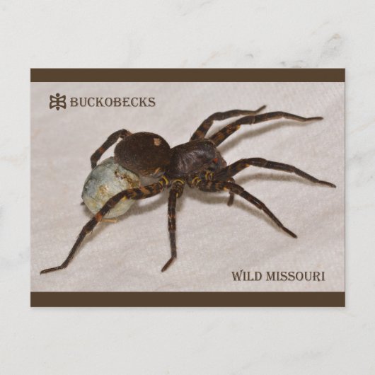 Missouri Wolf Spider met eierzak. Briefkaart (Voorkant)