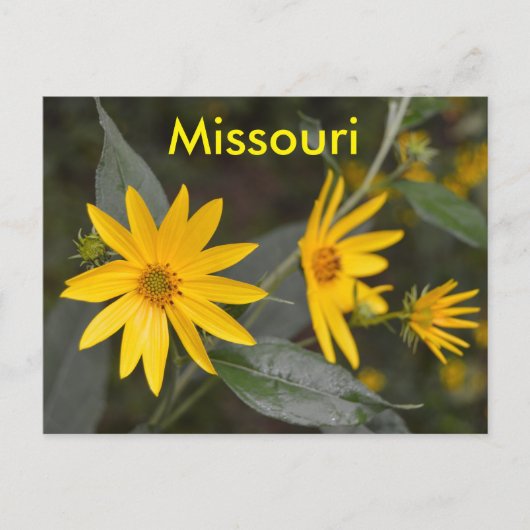 Missouri Yellow Wildbloemen Briefkaart (Voorkant)
