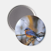 Missouris Bird Magneet (Voorkant / Achterkant)