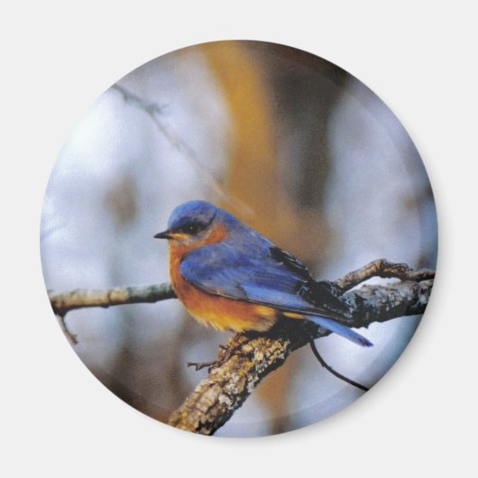 Missouris Bird Magneet (Voorkant)