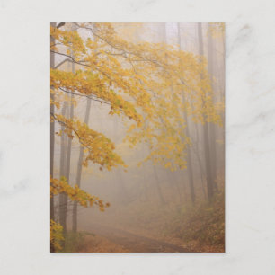 Mist en herfstloof, Great Smoky Mountains Briefkaart