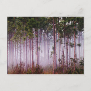 Mist onder dennenbomen bij zonsopgang, Everglades Briefkaart