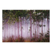 Mist onder dennenbomen bij zonsopgang, Everglades Foto Afdruk (Voorkant)