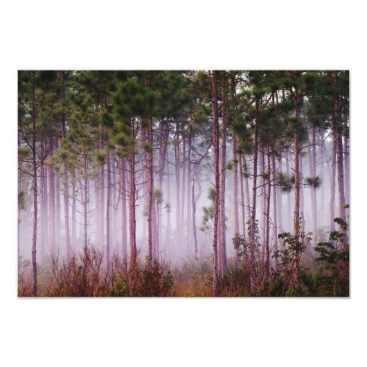 Mist onder dennenbomen bij zonsopgang, Everglades Foto Afdruk (Voorkant)