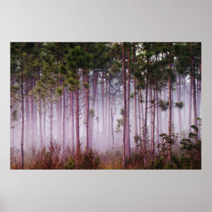 Mist onder dennenbomen bij zonsopgang, Everglades Poster