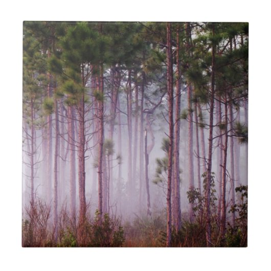 Mist onder dennenbomen bij zonsopgang, Everglades Tegeltje (Voorkant)