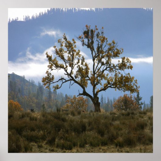 Mistende mist in de vallei.. poster (Voorkant)