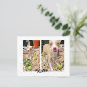 Mister houdt van appels! briefkaart (Staand voorkant)