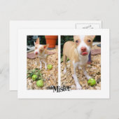 Mister houdt van appels! briefkaart (Voorkant / Achterkant)