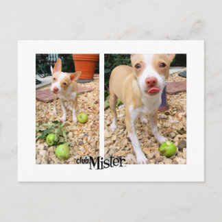 Mister houdt van appels! briefkaart