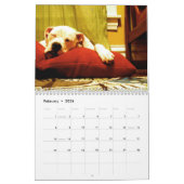Mister Nelson Buckles : De Amerikaanse hond Kalender (Feb 2026)