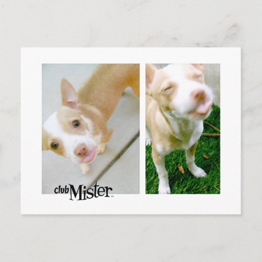 Mister! Tongue! Briefkaart (Voorkant)