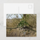 Mistletoe Briefkaart (Voorkant / Achterkant)